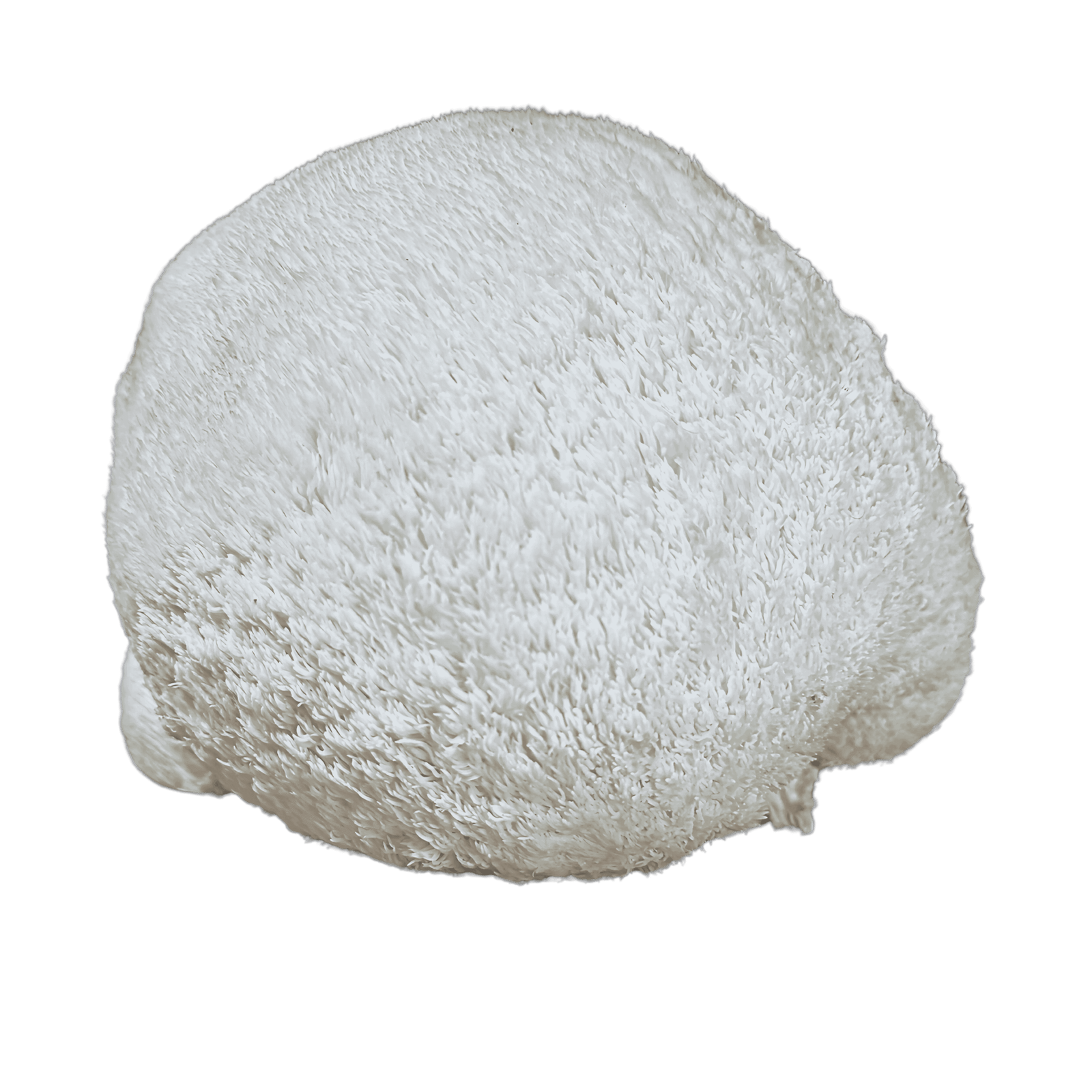 Lion’s Mane Mushrooms – 1lb